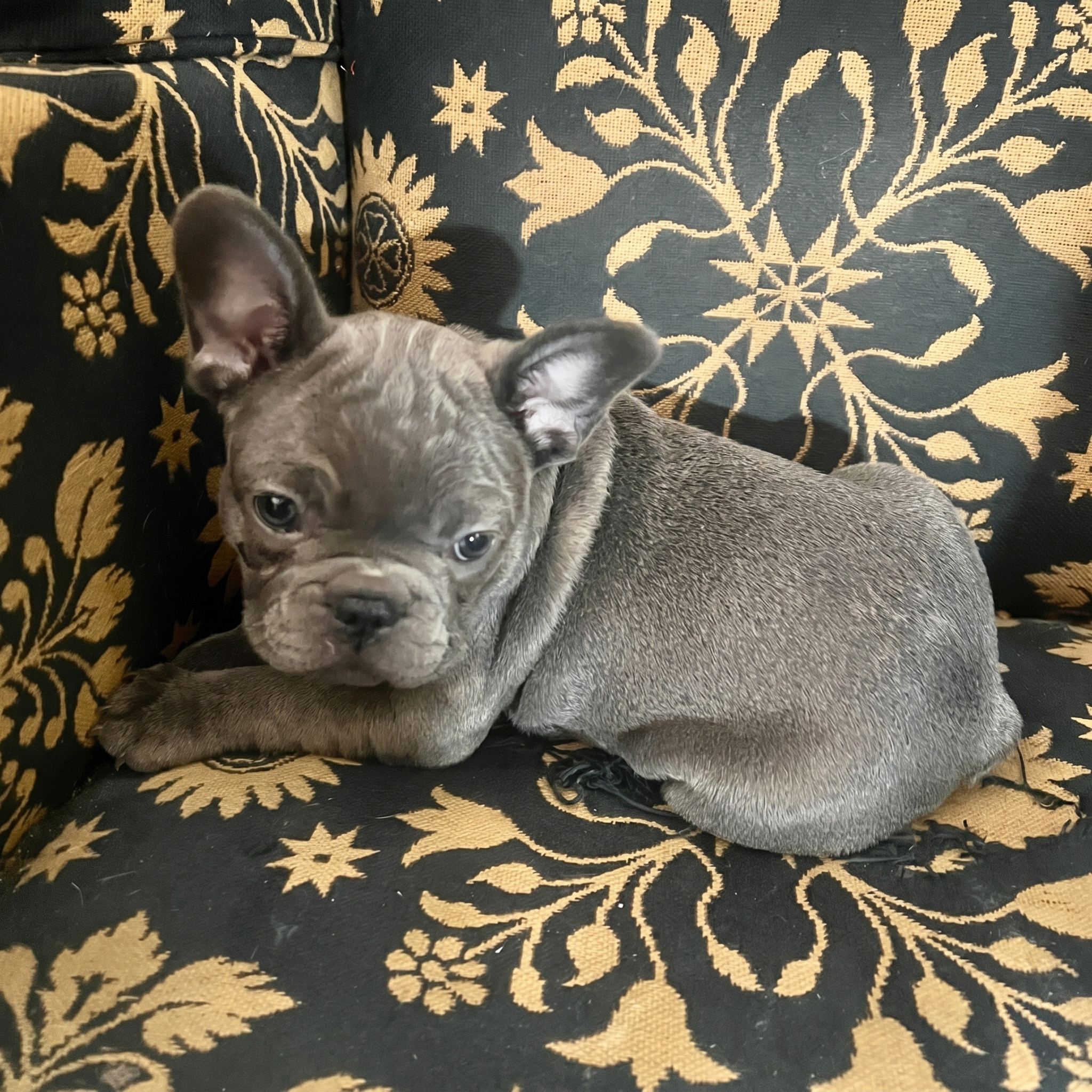 Blue French Bulldog puppy for sale β Classact French Bulldogs, Clarence NY