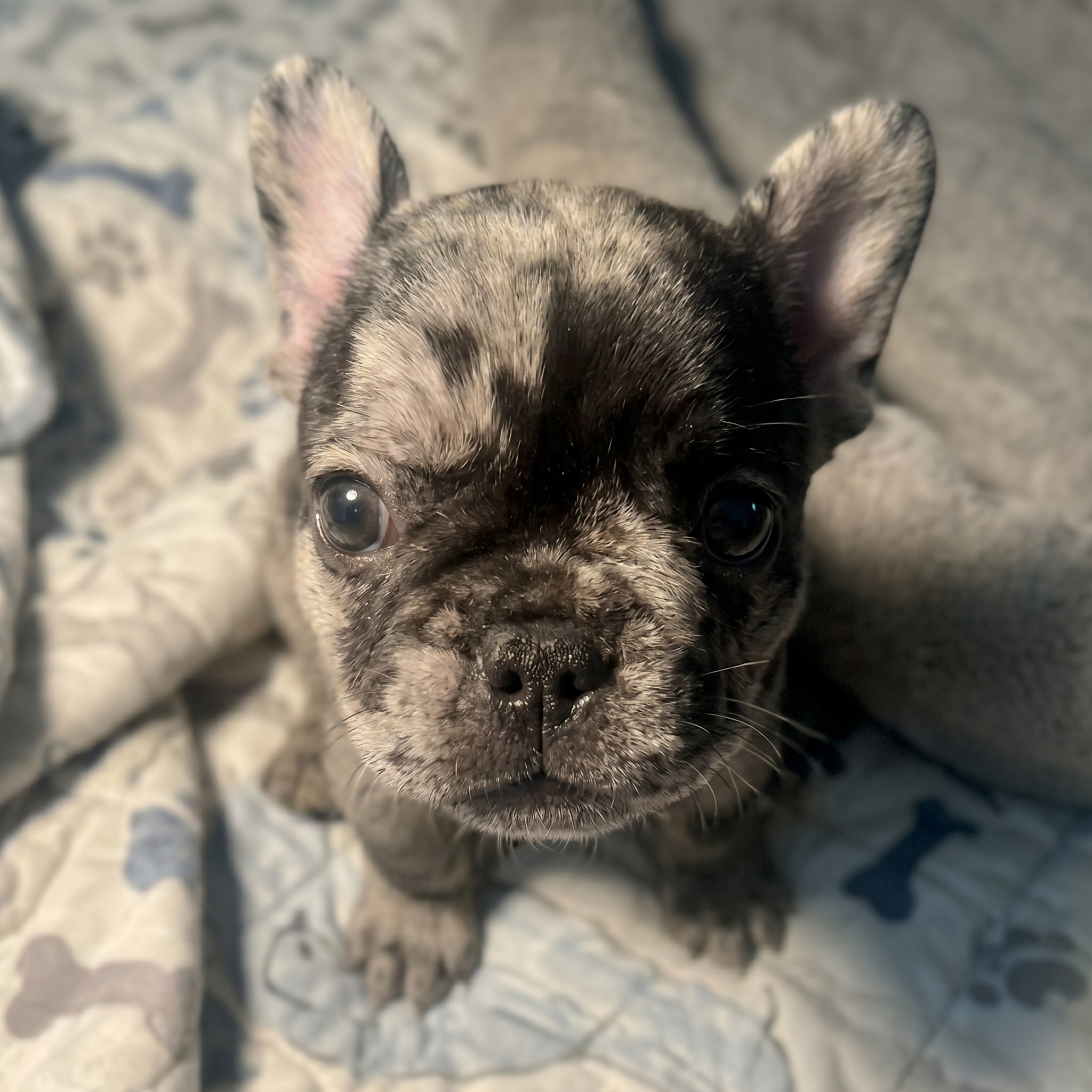 Merle French Bulldog puppy for sale β Classact French Bulldogs, Clarence NY